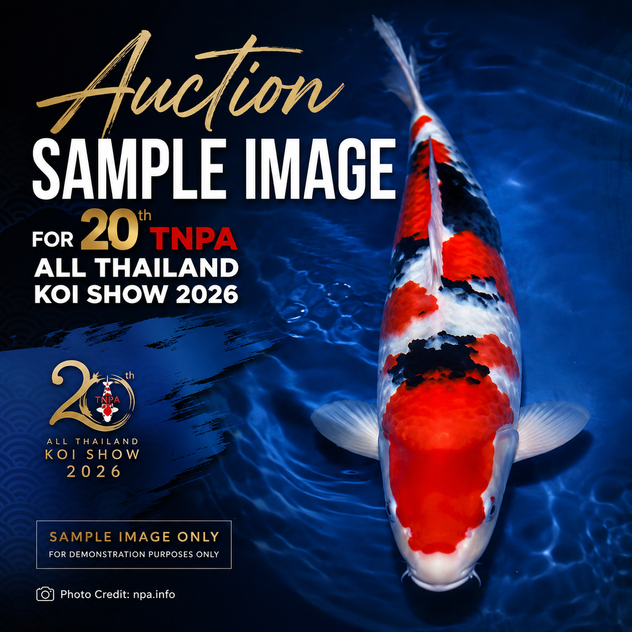(Auction) Japanese Special Koi I - Thailand Koi Fair 2026